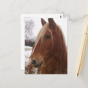 Adorable Draft Horse Gelding in Winter Postcard