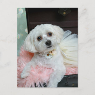 Adorable Fancy White Puppy Portrait Photo Postcard