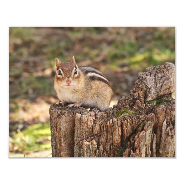 Adorable Fat and Fluffy Chipmunk Photo Print (Front)
