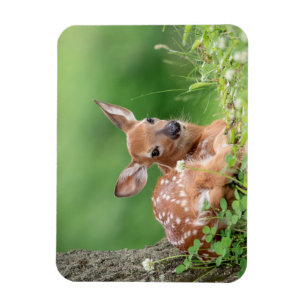 Adorable Fawn laying under a tree Magnet