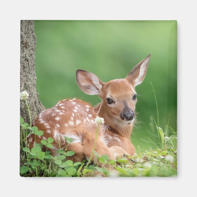 Adorable Fawn laying under a tree Magnet (Front)