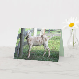 Adorable Floppy Eared Goat Greeting Card