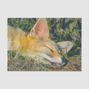 Adorable fox sleeping closeup photography tissue paper