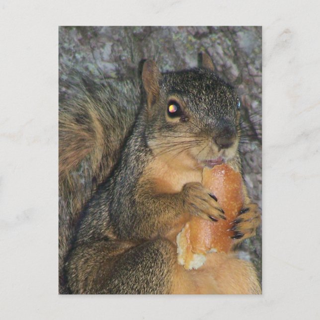 Adorable Fox Squirrel in a Tree Eating a Roll Postcard (Front)