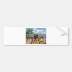 Adorable, furry dwarf spitz dog bumper sticker