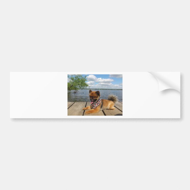 Adorable, furry dwarf spitz dog bumper sticker (Front)