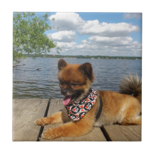 Adorable, furry dwarf spitz dog tile