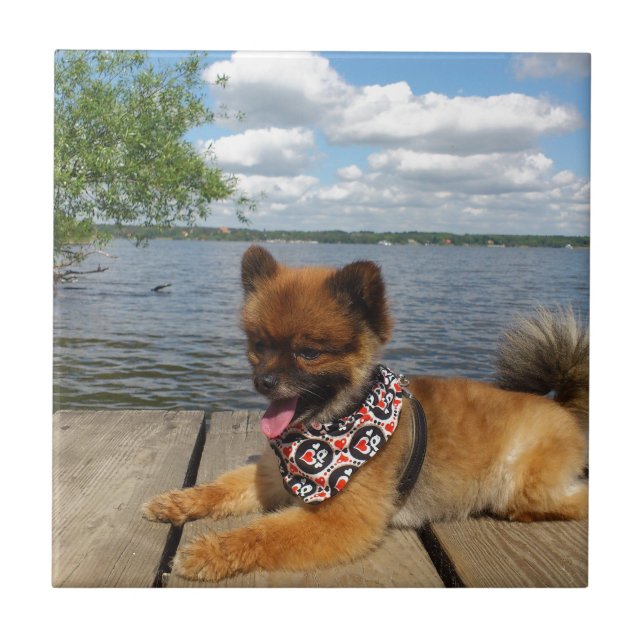 Adorable, furry dwarf spitz dog tile (Front)
