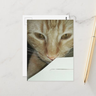 adorable ginger kitty food inspector postcard