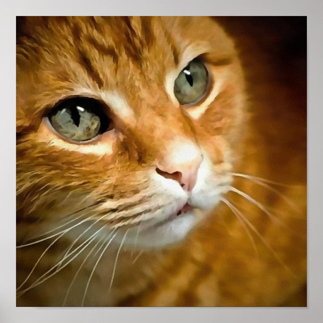 Adorable Ginger Tabby Cat Posing Pet Portrait Poster (Front)