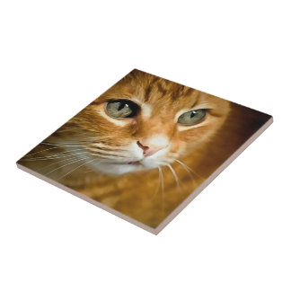 Adorable Ginger Tabby Cat Posing Pet Portrait Tile