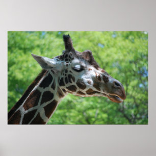 Adorable Giraffe Poster