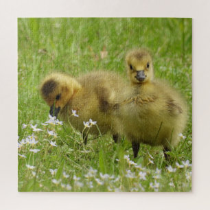 Adorable Goose Babies -Goslings Jigsaw Puzzle