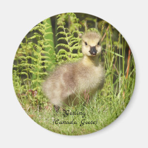 Adorable Gosling (canada goose) baby Magnet