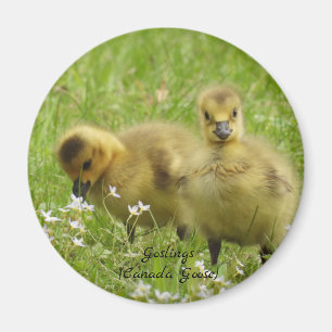 Adorable Goslings (canada goose) Magnet