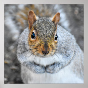 Adorable Gray Squirrel Poster