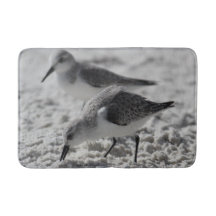 adorable grey and white wildlife photo sea gulls
