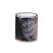Adorable Grey Cat