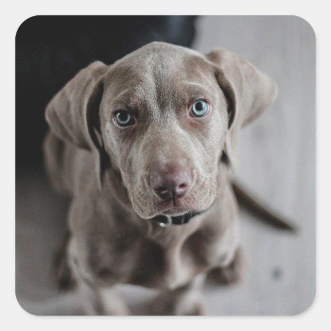 Adorable Grey Lab Puppy Dog Sticker (Front)