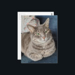 Adorable Grey Tabby Cat Postcard<br><div class="desc">An adorable grey tabby cat named Mouse. I told her that they had just issued a severe thunderstorm warning and we were going to have to go inside from the screened in porch and she was like so what in her attitude so I knew that the weather was going to...</div>