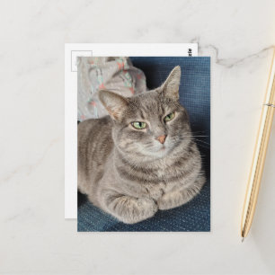 Adorable Grey Tabby Cat Postcard