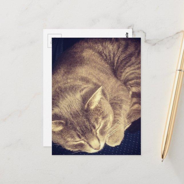 adorable grey tabby cat sleeping postcard (Front/Back In Situ)