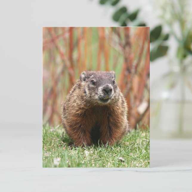 Adorable Groundhog in Nature Postcard (Creator Uploaded)
