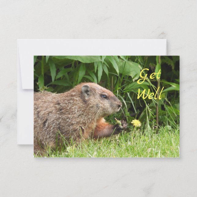 Adorable Groundhog Picking Flowers  GET WELL (Front)