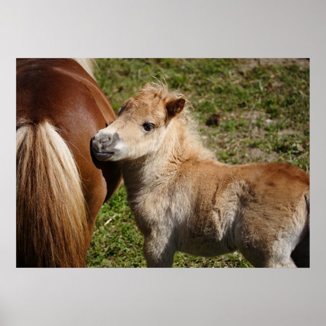 Adorable Haflinger Foal Poster (Front)