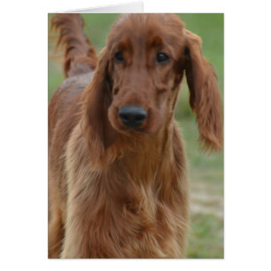 Adorable Irish Setter