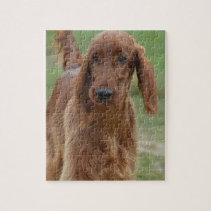 Adorable Irish Setter Jigsaw Puzzle