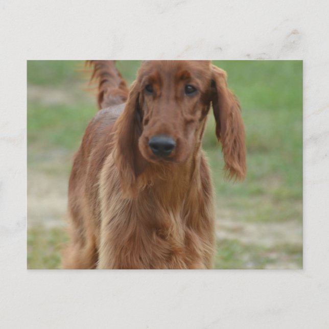 Adorable Irish Setter Postcard (Front)