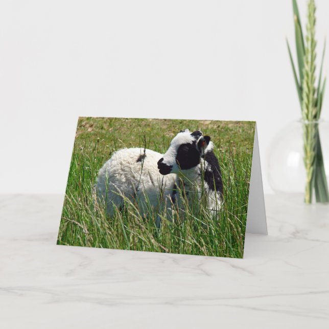 Adorable Jacob Ram Lamb, Easter Card (Front)