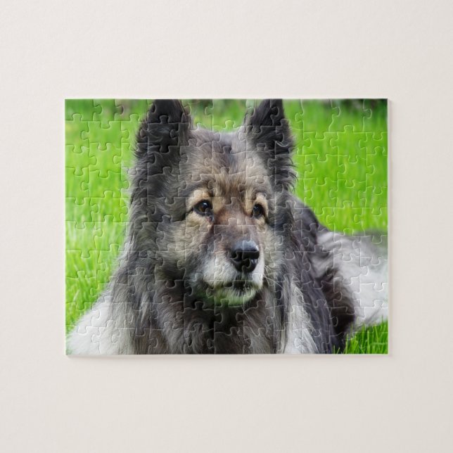 Adorable Keeshond Jigsaw Puzzle (Horizontal)