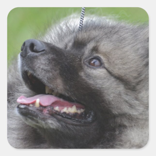 Adorable Keeshond Square Sticker (Front)