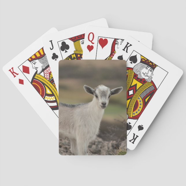 Adorable Kid Goat Playing Cards (Back)