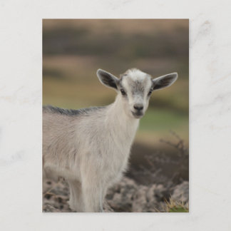 Adorable Kid Goat Postcard