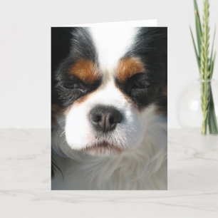 Adorable King Charles Spaniel Greeting Cards