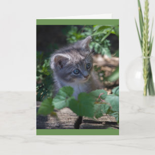 Adorable Kitten Birthday Card