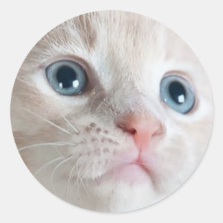 Adorable Kitten  Classic Round Sticker