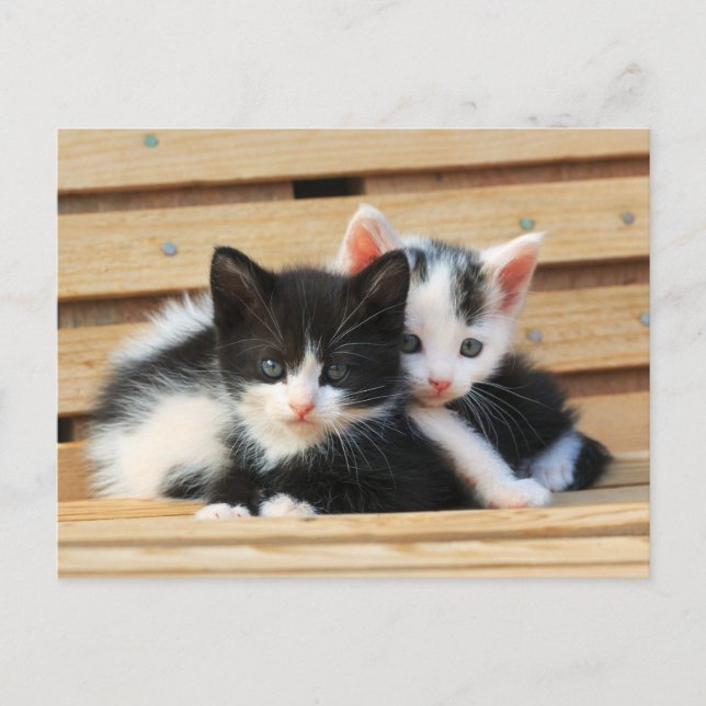 Adorable Kitten Friends Postcard (Front)