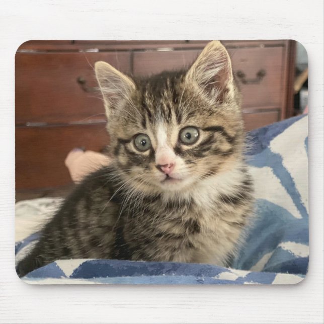 Adorable Kitten Photo, or Upload your Own Mouse Pad (Front)
