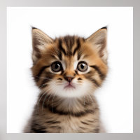 Adorable Kitten