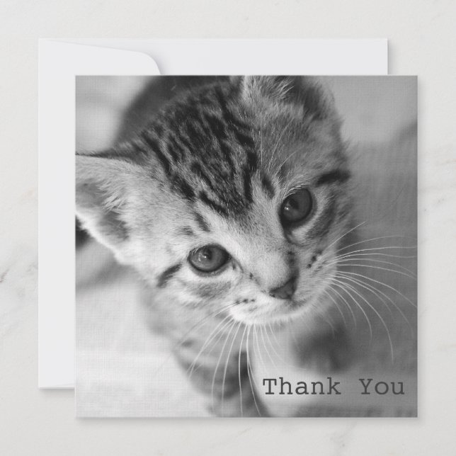 Adorable Kitten Square Flat Thank You Cards (Front)