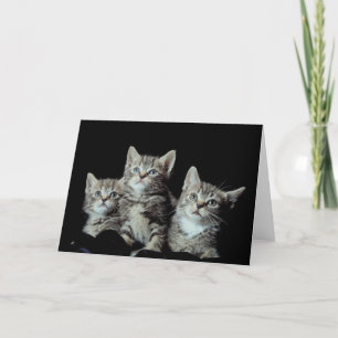 Adorable Kittens Card