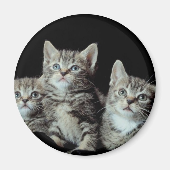 Adorable Kittens Magnet (Front)