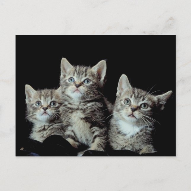 Adorable Kittens Postcard (Front)
