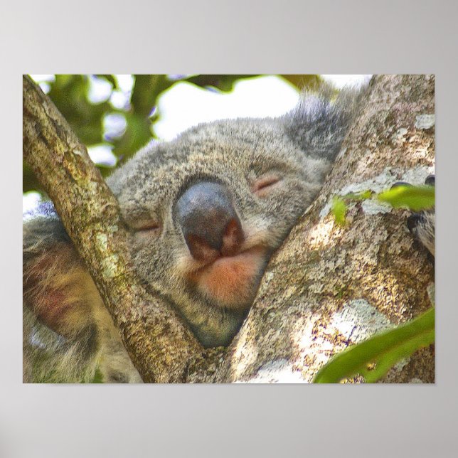Adorable Koala Bear Poster (Front)