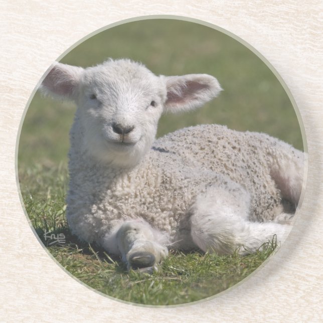 Adorable Lamb Coaster (Front)
