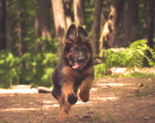 Long Haired German Shepherd Gifts On Zazzle Nz
